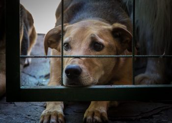 Cada vez más testamentos en Catalunya piensan en las mascotas