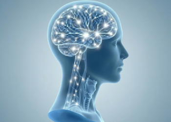 Evolución del cerebro humano: principales fases y puntos de inflexión